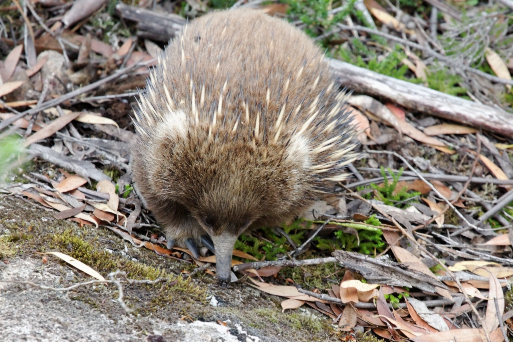 19 - Lake St Clair NP (32).jpg